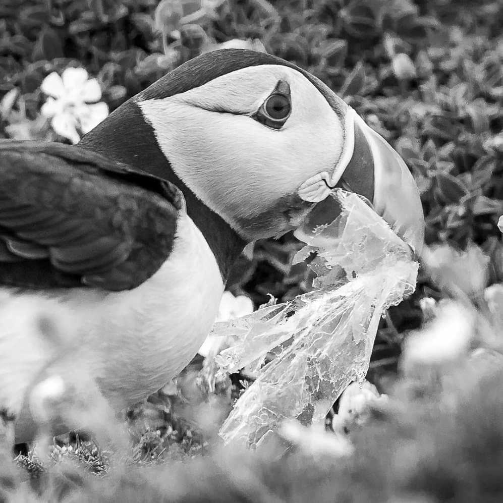 Puffin brings plastic to waiting chick in burrow! Are we doing enough? Wales (May 2019)